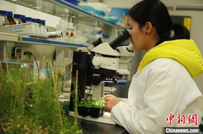 該校學(xué)生在科研實(shí)踐。　浙江農(nóng)林大學(xué)提供